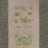 Печатная ткань «Лесные травы», 30ct